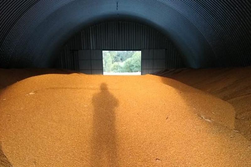 В Краснодарском крае судебные приставы арестовали 35 тонн кормовой кукурузы 