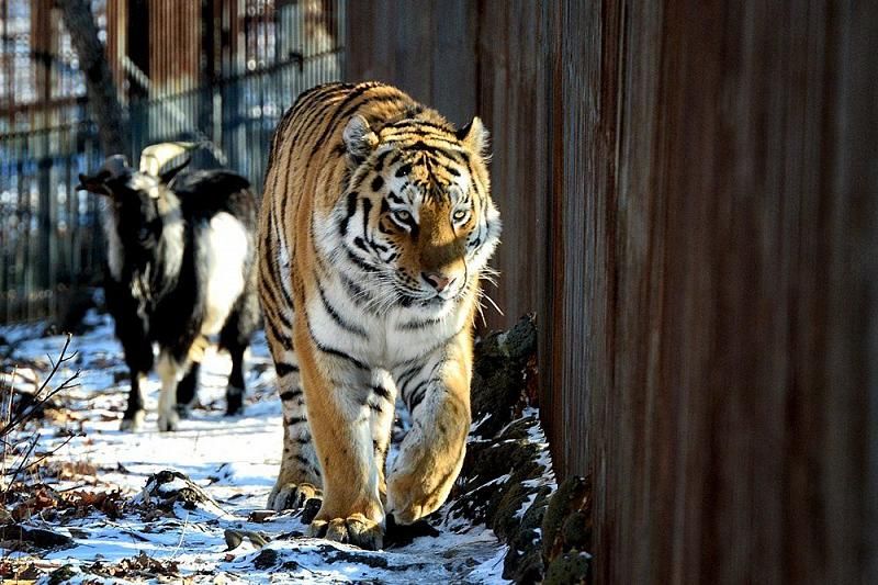 Приморский сафари-парк попросил Генпрокуратуру проверить передачу тигра Амура в зоопарк Краснодарского края