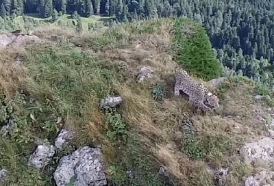 Стало известно, сколько времени уйдет на восстановление популяции леопарда на Кавказе