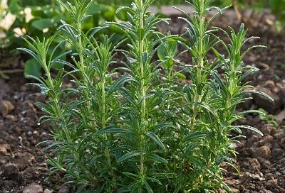 Клещи на участке: пять растений, которые справятся лучше химии