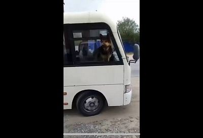 В Ростовской области пес захватил целый автобус