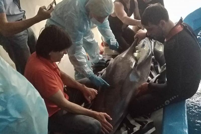 На владельца дельфинария Сочи завели дело за незаконную добычу краснокнижных афалин