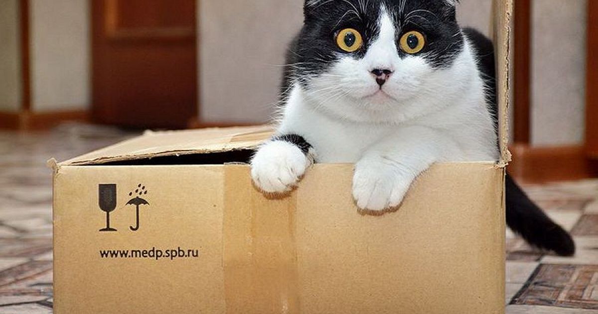Ученые рассказали, почему коты так любят коробки - Кубанские новости