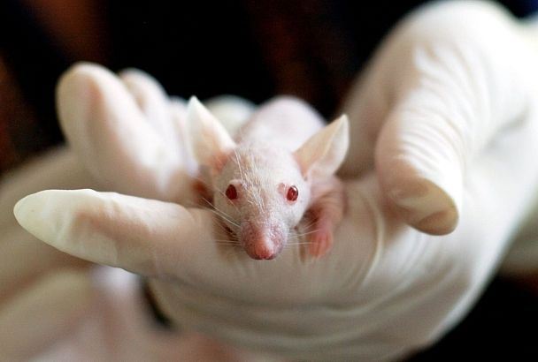 Бороться с коронавирусом помогут выведенные в России мыши