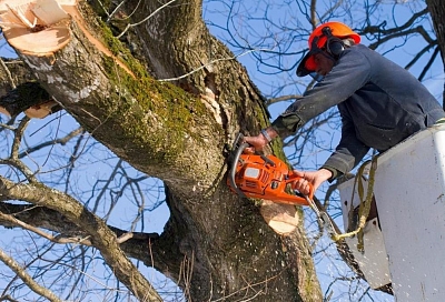 Мэрия Краснодара взыщет ущерб с подрядчиков за некачественную обрезку деревьев