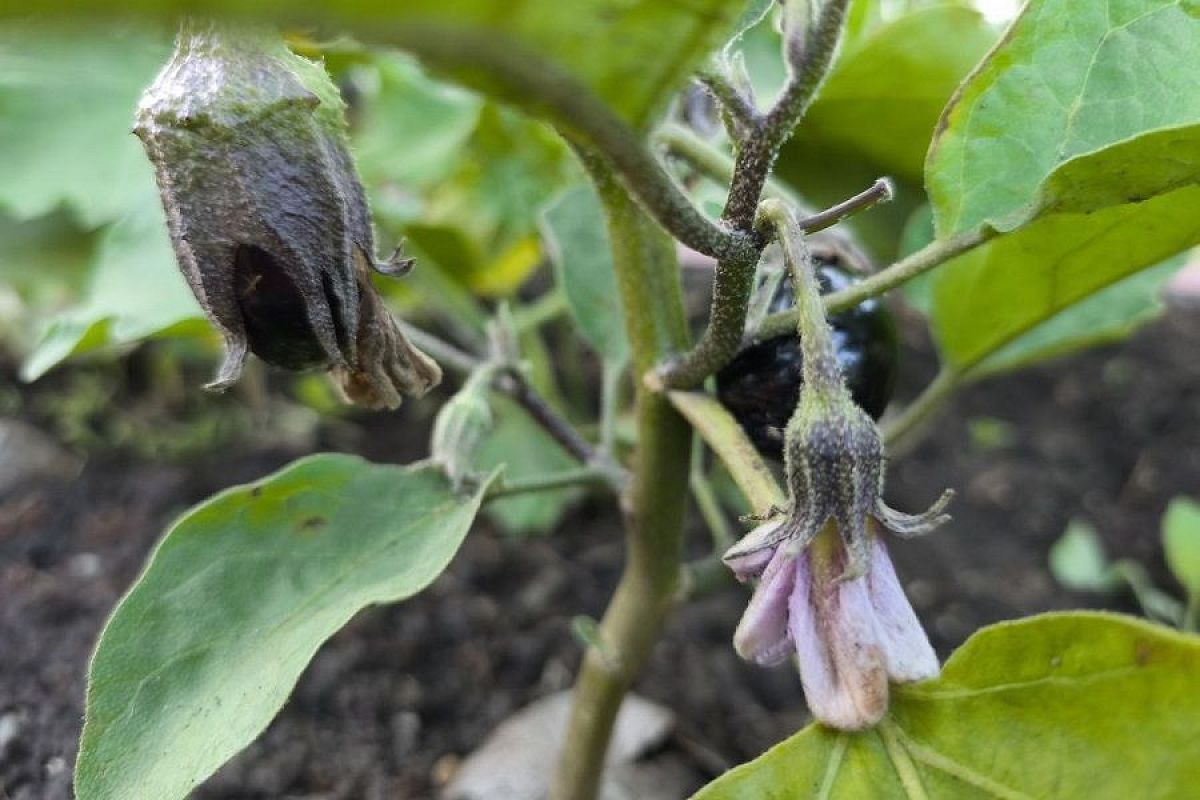 Паутинный клещ на баклажанах: выявляем и уничтожаем вредителя