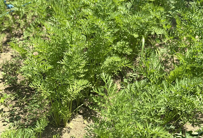 Раствор от луковой и морковной мухи: все есть дома и никакой химии