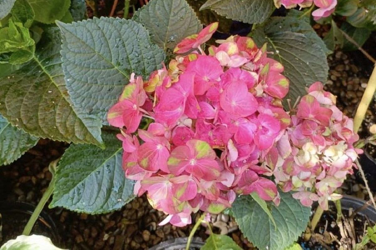 Оставьте 3 сантиметра над почкой: как осенью обрезать гортензии, чтобы потом они цвели огромными шапками