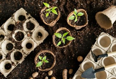 Когда выносить рассаду: правило +10°C и другие лайфхаки от агронома