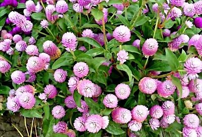 Шаровидные цветы для вашего сада. Эти растения сглаживают все от дорожек до заборов и которые впишутся в любой сад