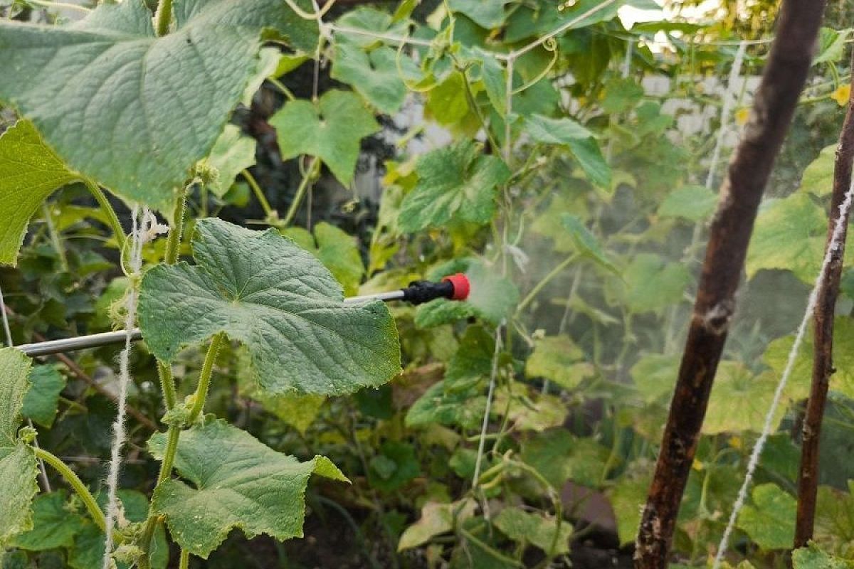 Еще одна напасть на огурцы: в чем опасность заражения аскохитозом