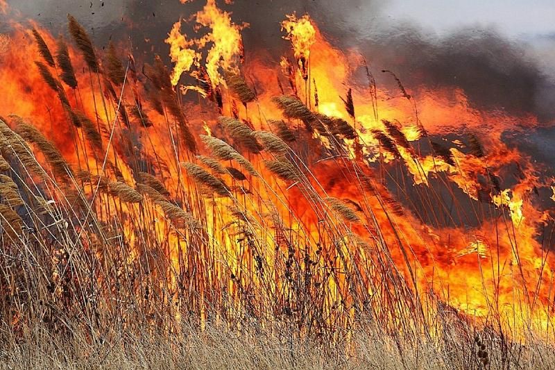Горел камыш: в Краснодарском крае потушили природный пожар на площади 400 кв.м