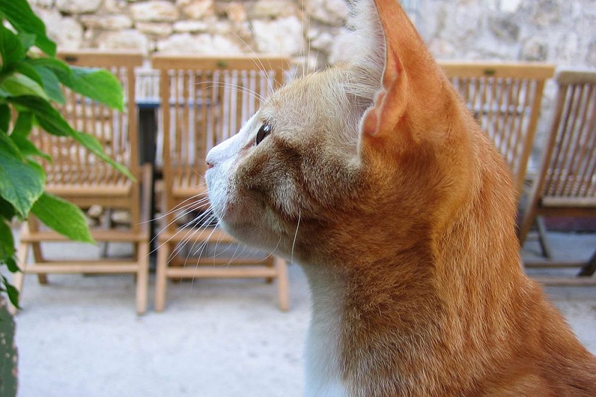 Как отучить кошку грызть цветы: метод садовода из Краснодарского края с соком лимона