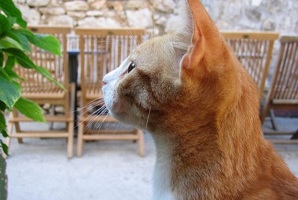 Как отучить кошку грызть цветы: метод садовода из Краснодарского края с соком лимона