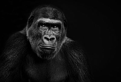 Кубанские ученые выяснили, какие приматы самые конфликтные 