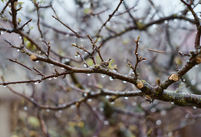 Почему нельзя обрезать сад в сырую погоду и как избежать камедетечения