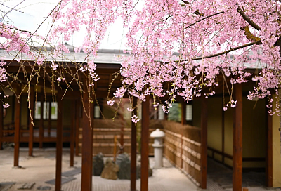 В Японском саду Краснодара расцвела сакура