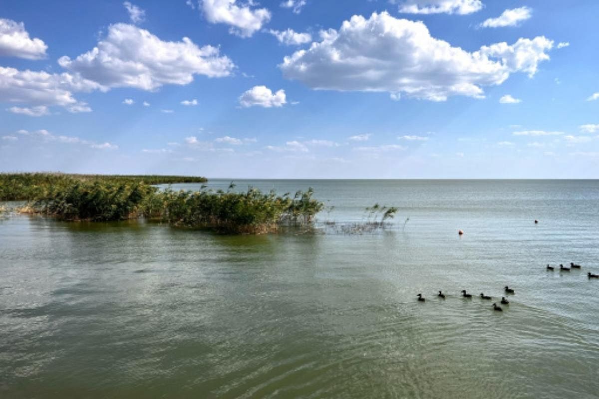 На лодке по плавням: на Кубани открыли серию водно-моторных турмаршрутов