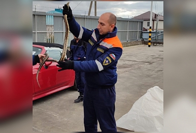 В Новороссийске автомобилиста напугала лежащая на капоте змея