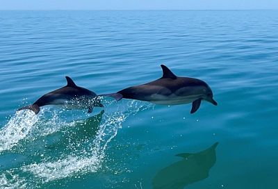 Рожденные свободными: в Сочи волонтеры создали Центр спасения дельфинов