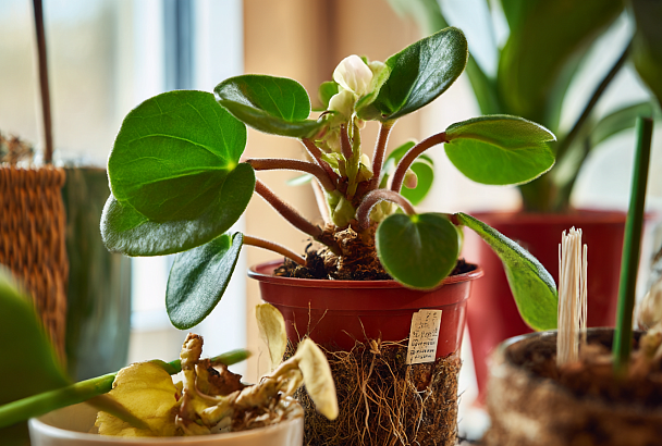 Как омолодить фиалки: 3 простых способа