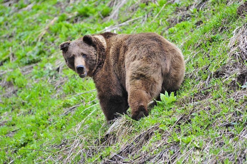 Медведи облюбовали Лагонаки: специалисты рассказали, как вести себя при встрече с хищником