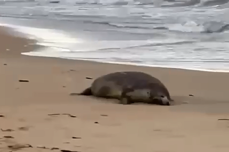Около 1700 погибших тюленей обнаружили на берегу Каспийского моря в Дагестане