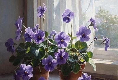 Достаточно одной таблетки и ваша фиалка покроется множеством новых бутонов: аптечный трюк для ленивых цветоводов