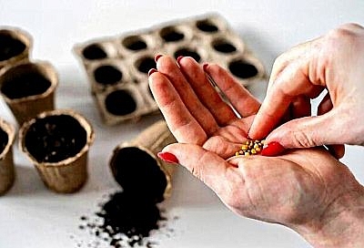 Вырастут ли старые семена? Разбираем сроки хранения