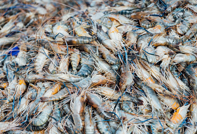 Ученые нашли способ превращать отходы от добычи креветок в прочный природный пластик