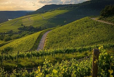 Винодельни Кубани приняли 15 тысяч туристов в новогодние праздники