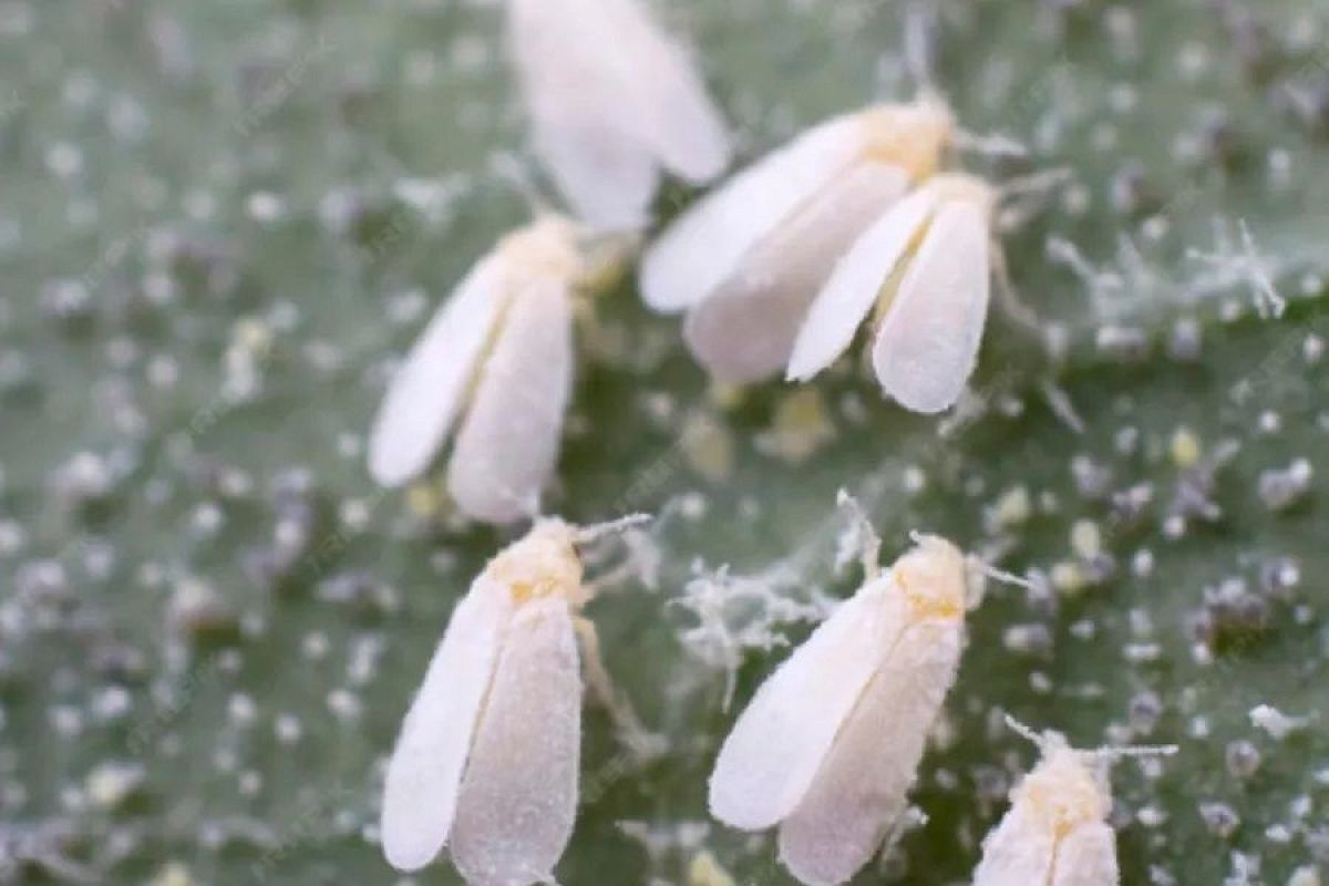 Не дай белокрылке проснуться: методы борьбы с вредителями в теплицах