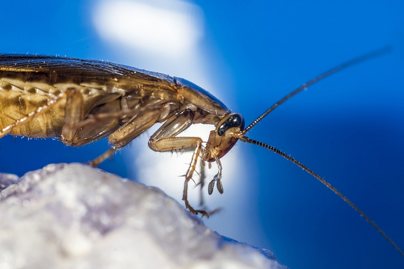 Как тараканы отравляют воздух в вашей квартире и что с этим делать
