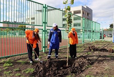 Сотрудники «Росводоканала» высадили аллею лип в краснодарском лицее
