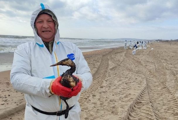 Больше 3,3 тысяч птиц спасли в Анапе и Темрюкском районе