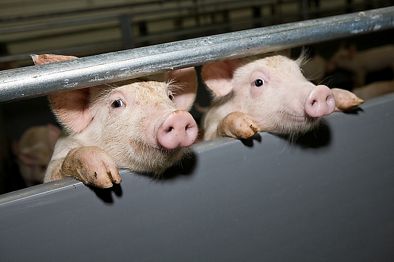 В Краснодарском крае в 2019 году утилизировали более 800 тонн зараженного мяса