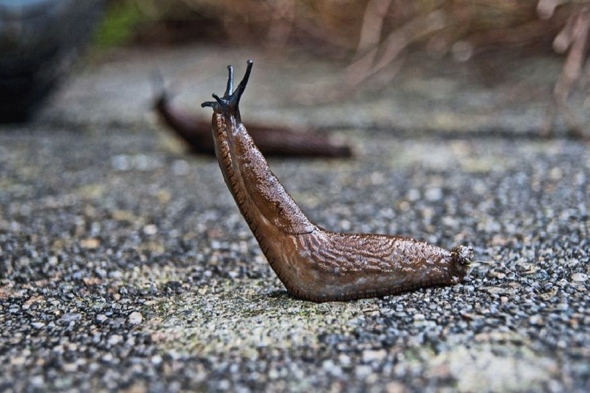 Смерть слизням: как бороться с этими распространенными вредителями ранней весной, эффективные методы