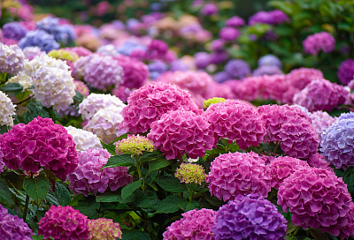 Гортензии засияют пышным цветением: чем подкормить весной, чтобы кусты были здоровыми и яркими