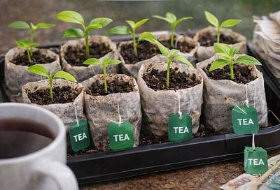  Как улучшить рассаду без удобрений с марта: 1 метод от дачника Егора с чайными пакетиками