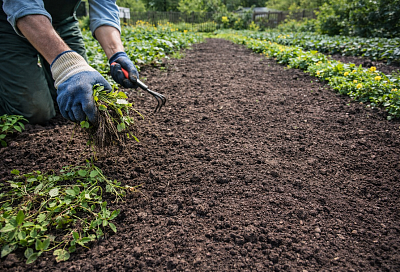 Выманиваю всю противную траву с дачи за 1 заход – сорняков как след простыл перед сезоном 2026