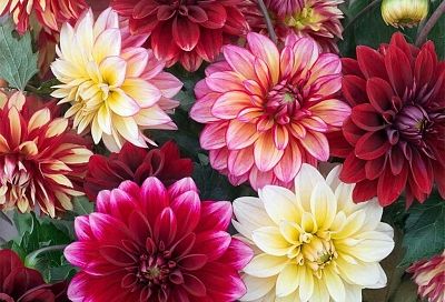 Вырастить георгины из семян проще, чем кажется: подробный гид от посева до цветения