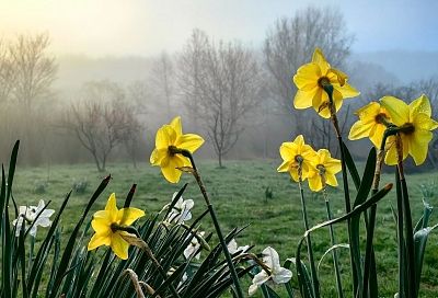 Весна вступает в права: тепло до +16 градусов хлынет в Краснодарский край