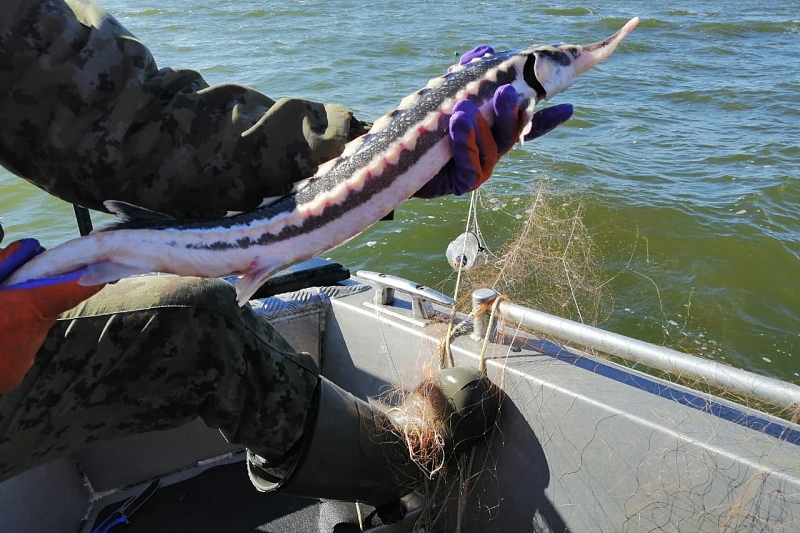 В Краснодарском крае браконьеры выловили рыбу на 440 тыс. рублей