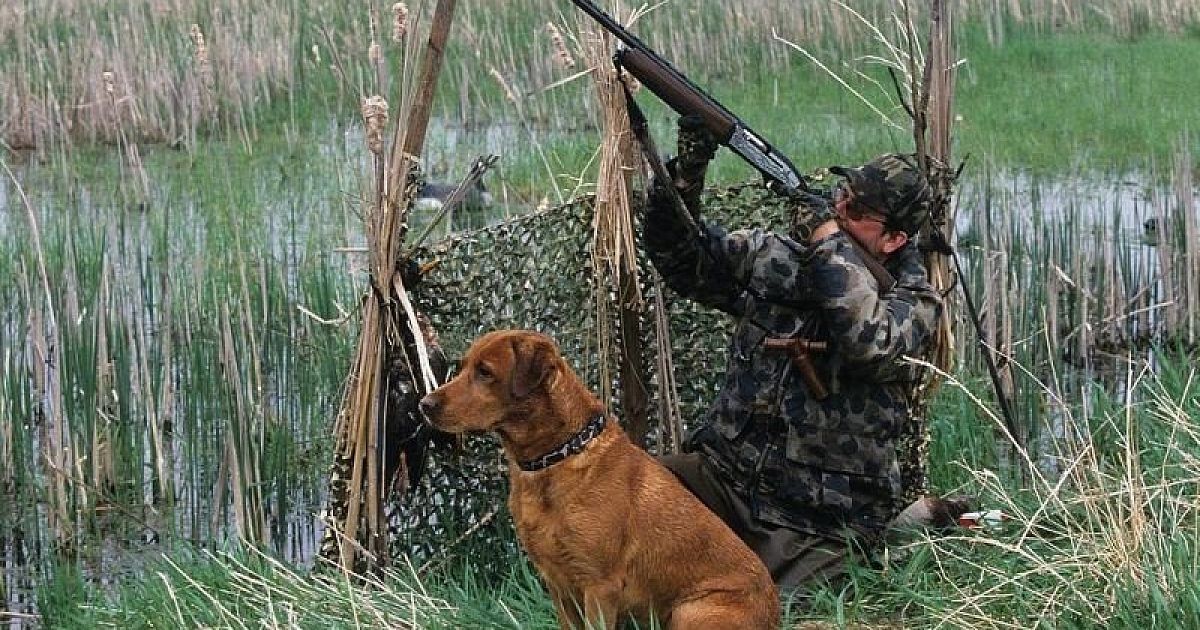 открытие охоты в краснодарском крае на перепела
