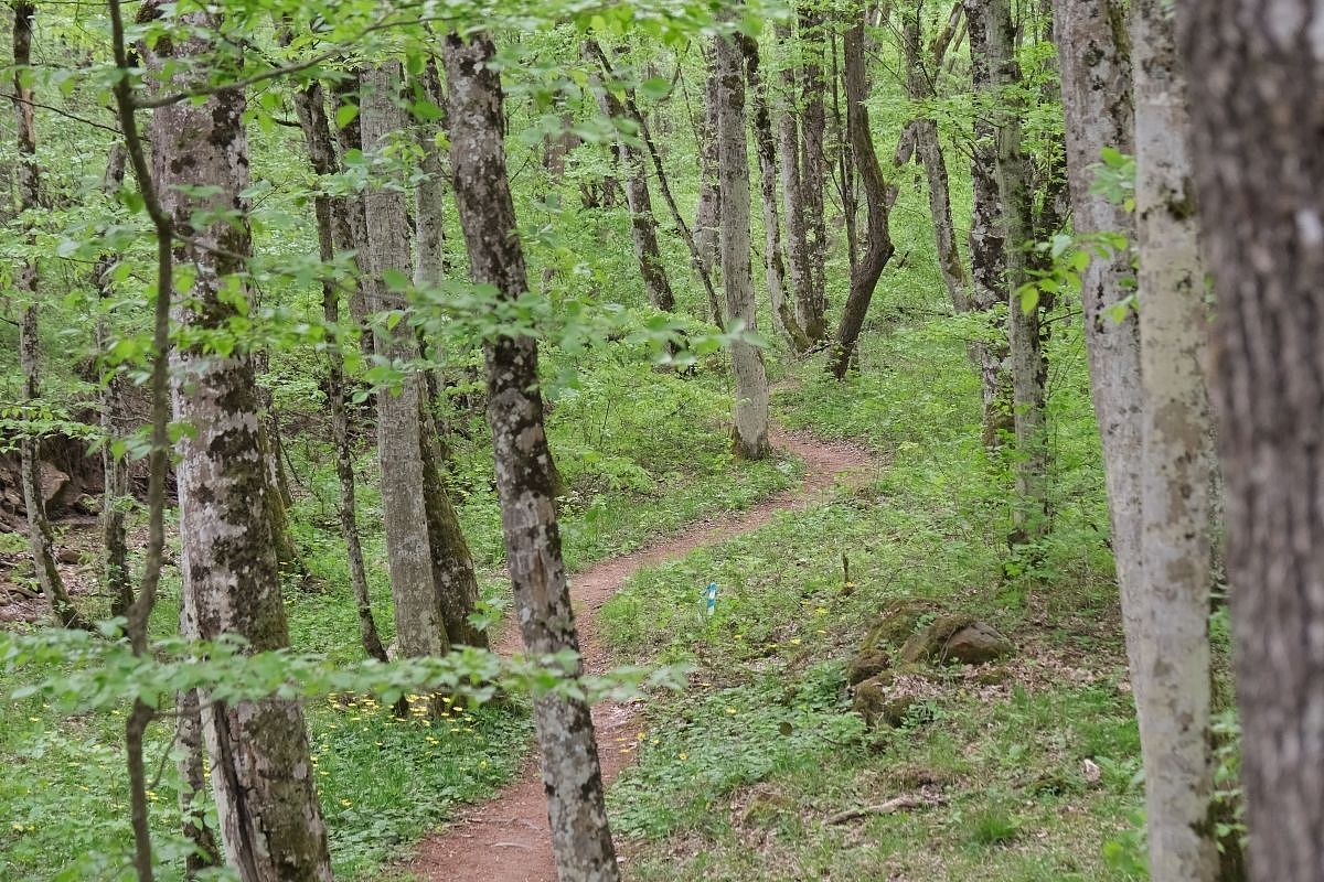 Спасатели нашли заблудившуюся в лесу пару в Апшеронском районе