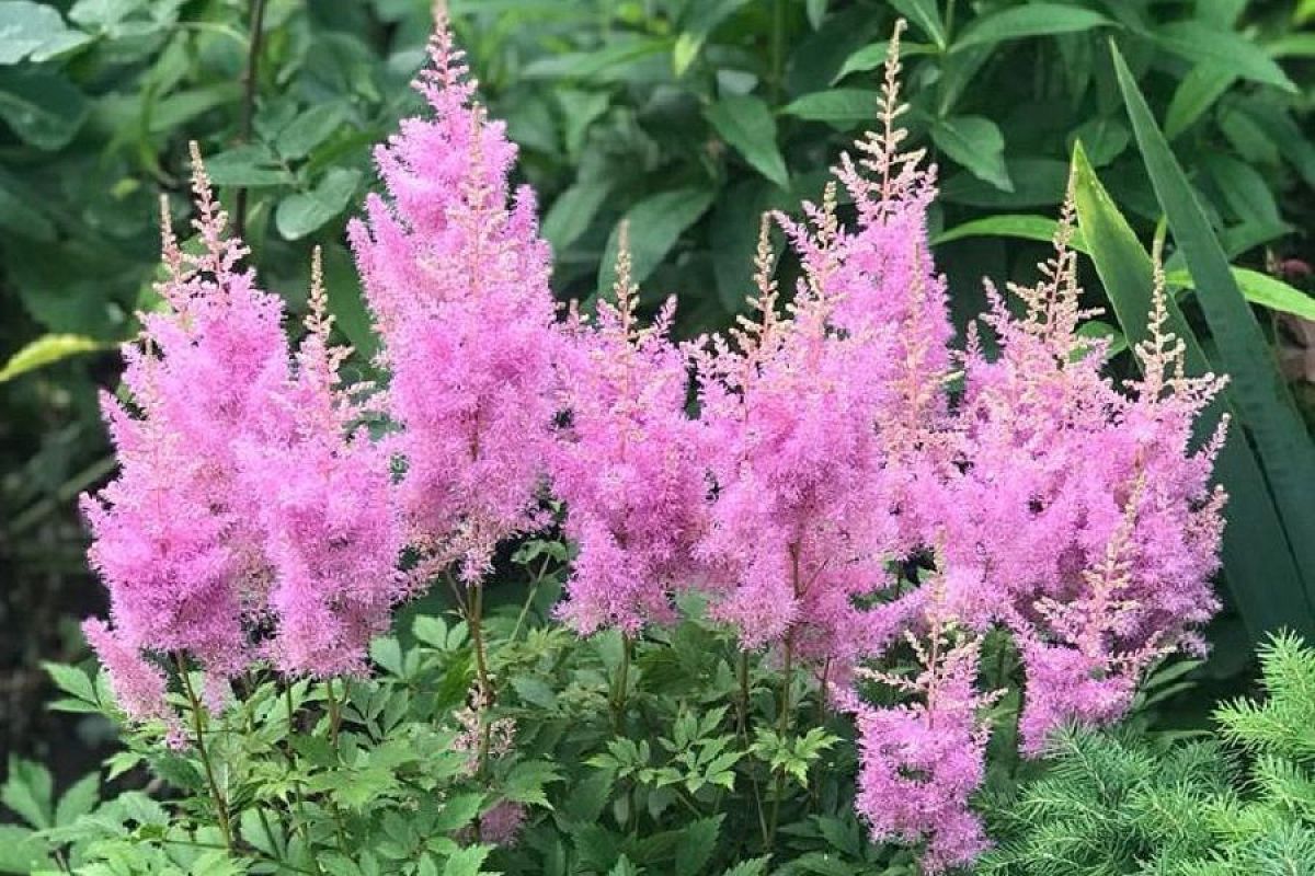 Астильба: неприхотливая королева тенистого сада