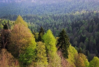В Краснодарском крае восстановили более 2,2 тысячи гектаров леса