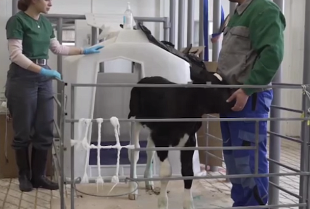 Корову впервые клонировали в Краснодарском крае