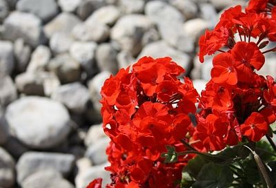 Фиалка или роза: какие цветы любят выращивать на подоконнике или в огороде разные знаки Зодиака
