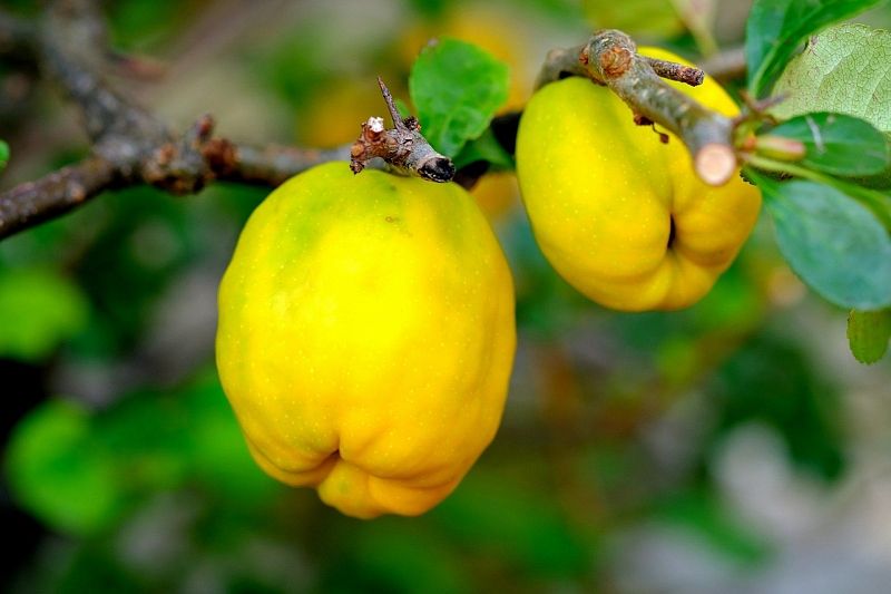 Названы фрукты, которые помогут восстановиться после коронавируса
